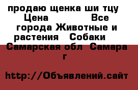 продаю щенка ши-тцу › Цена ­ 10 000 - Все города Животные и растения » Собаки   . Самарская обл.,Самара г.